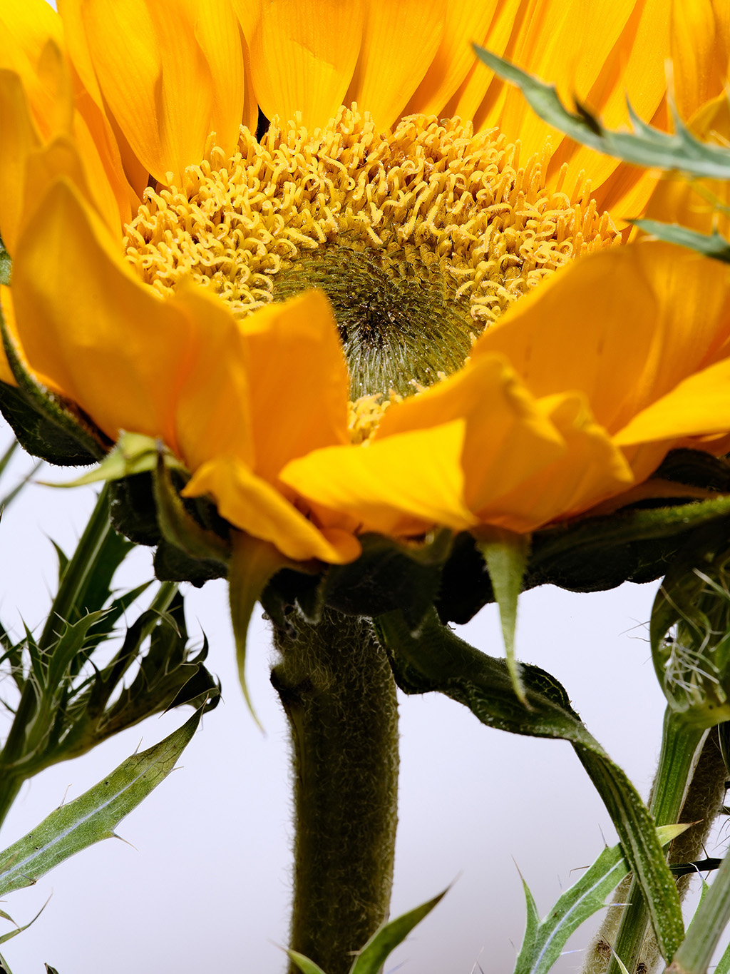 Macro floral photography of sunflowers and teasel bouquet in color #4