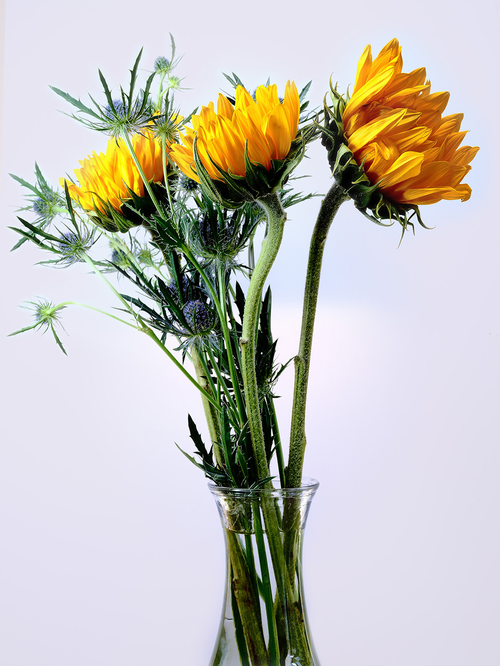 Macro floral photography of sunflowers and teasel bouquet in color #4