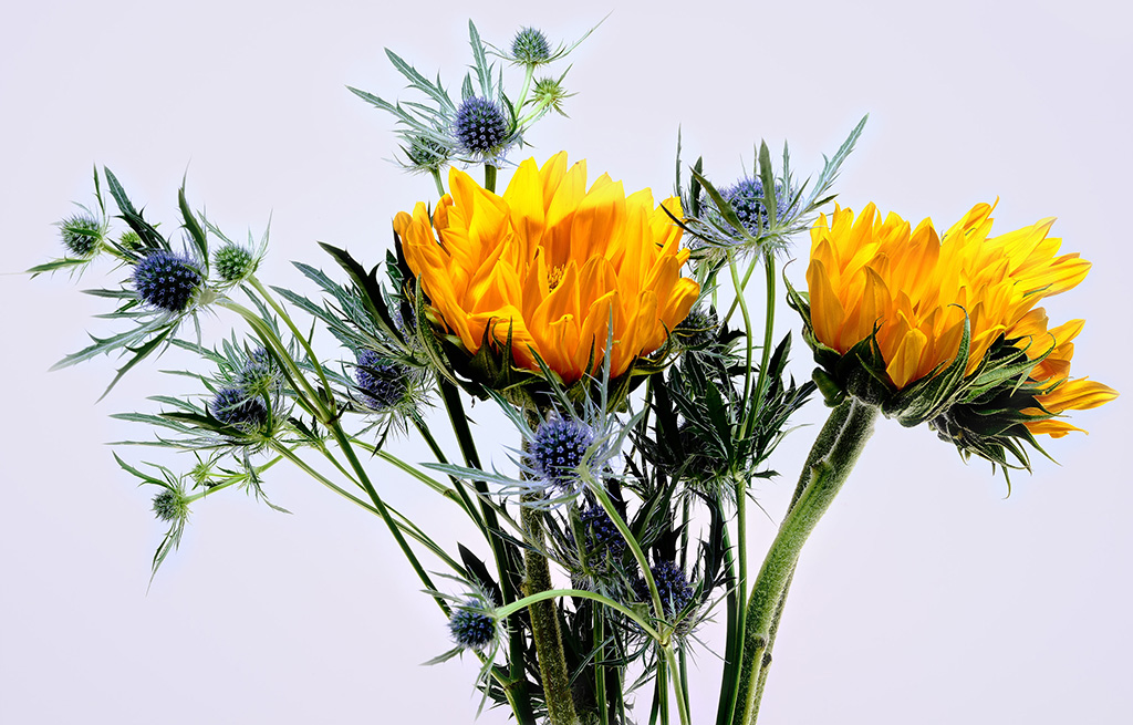 Macro floral photography of sunflowers and teasel bouquet in color #4
