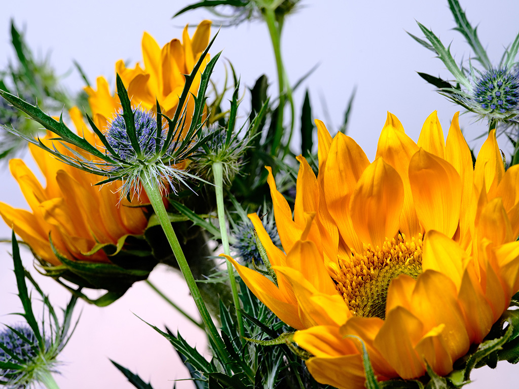 Macro floral photography of sunflowers and teasel bouquet in color #4