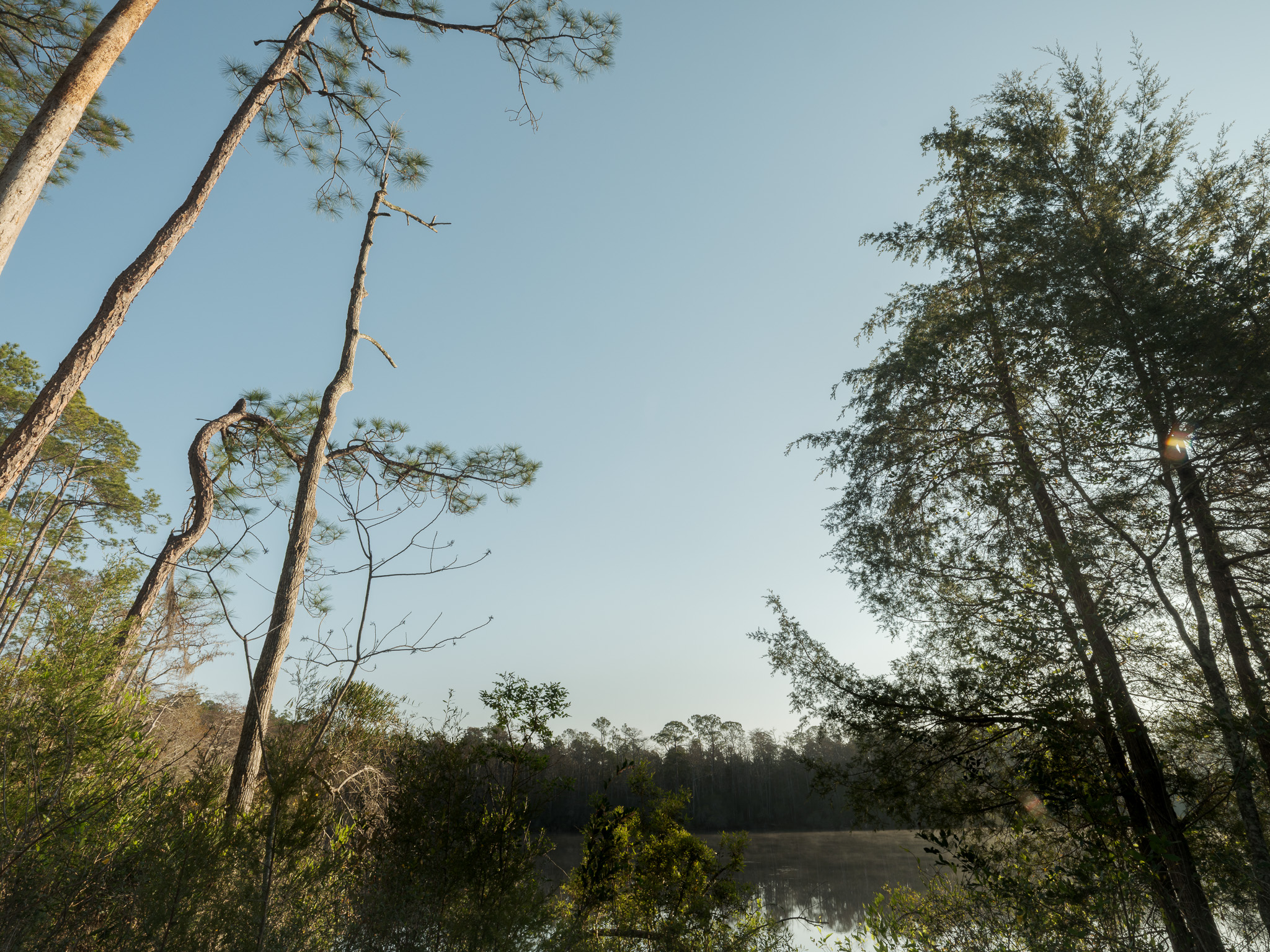 The Forgotten Coast Forests Thumbnail