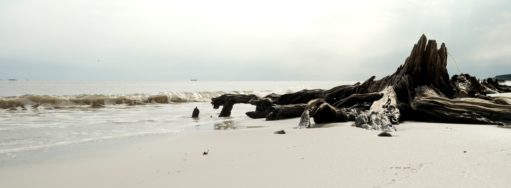 Picture of a log against an ocean backdrop in Florida