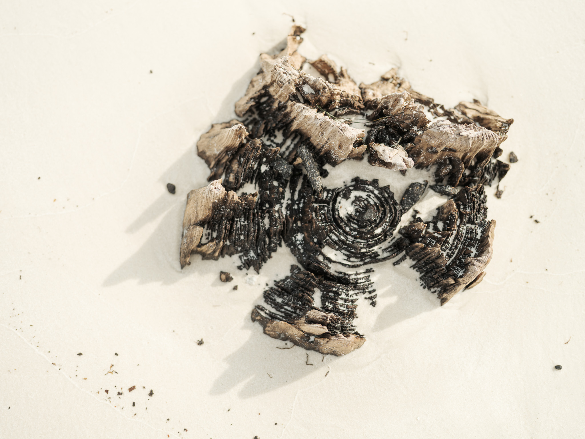 Close up picture of a log in Florida