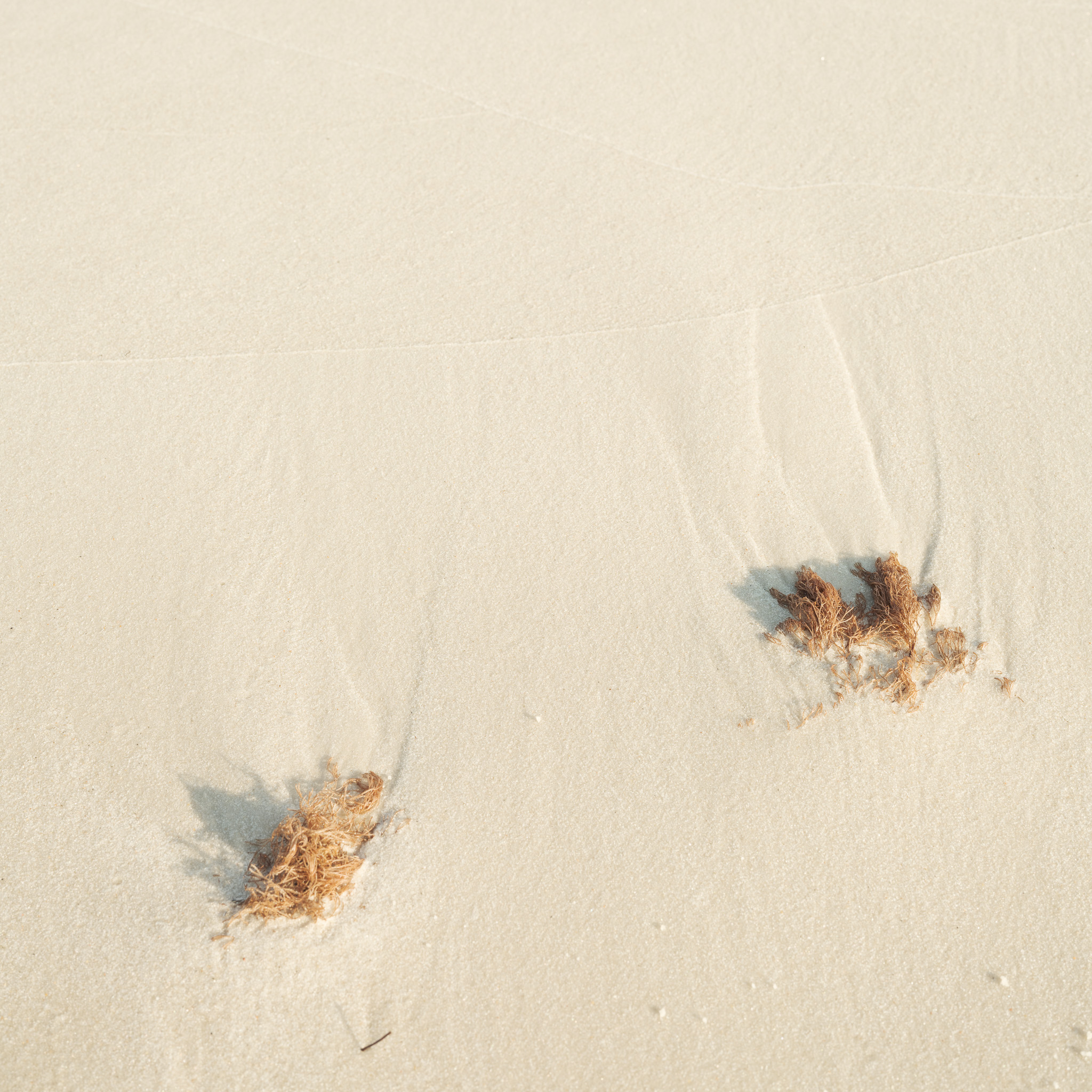 Picture of sand, grass, ocean in Florida