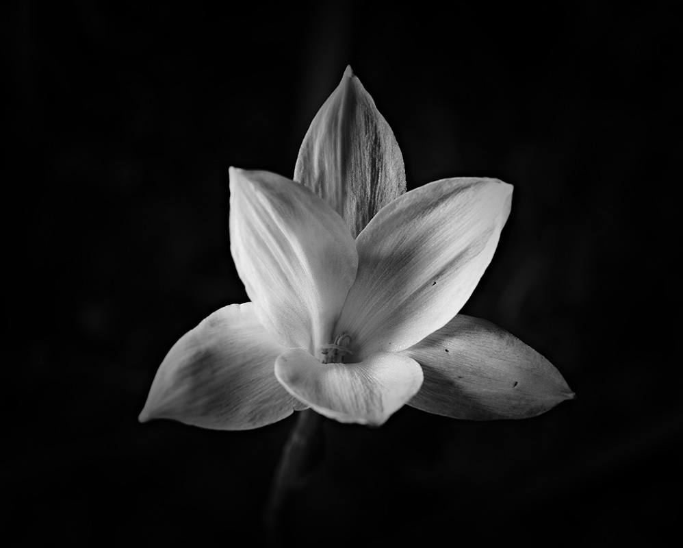 Wildflowers at night