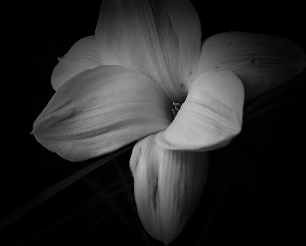 Wildflowers at night
