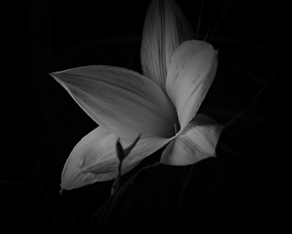 Wildflowers at night
