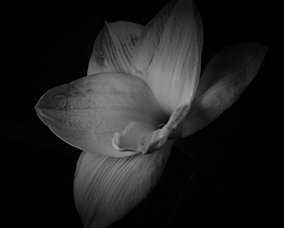 Wildflowers at night