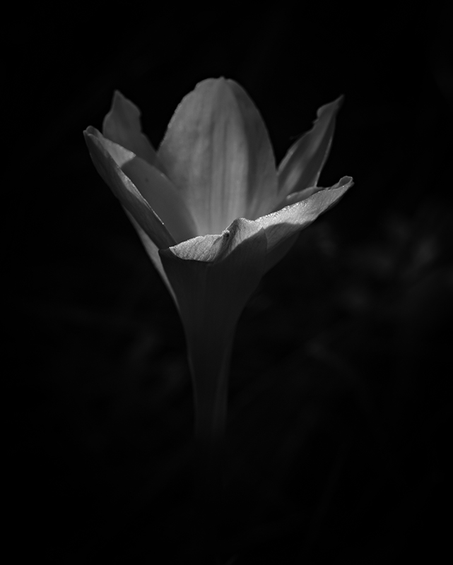 Wildflowers at night