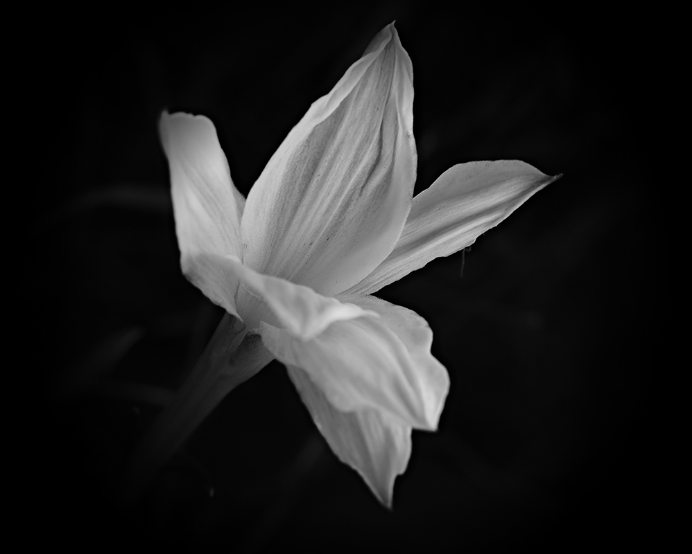 Wildflowers at night