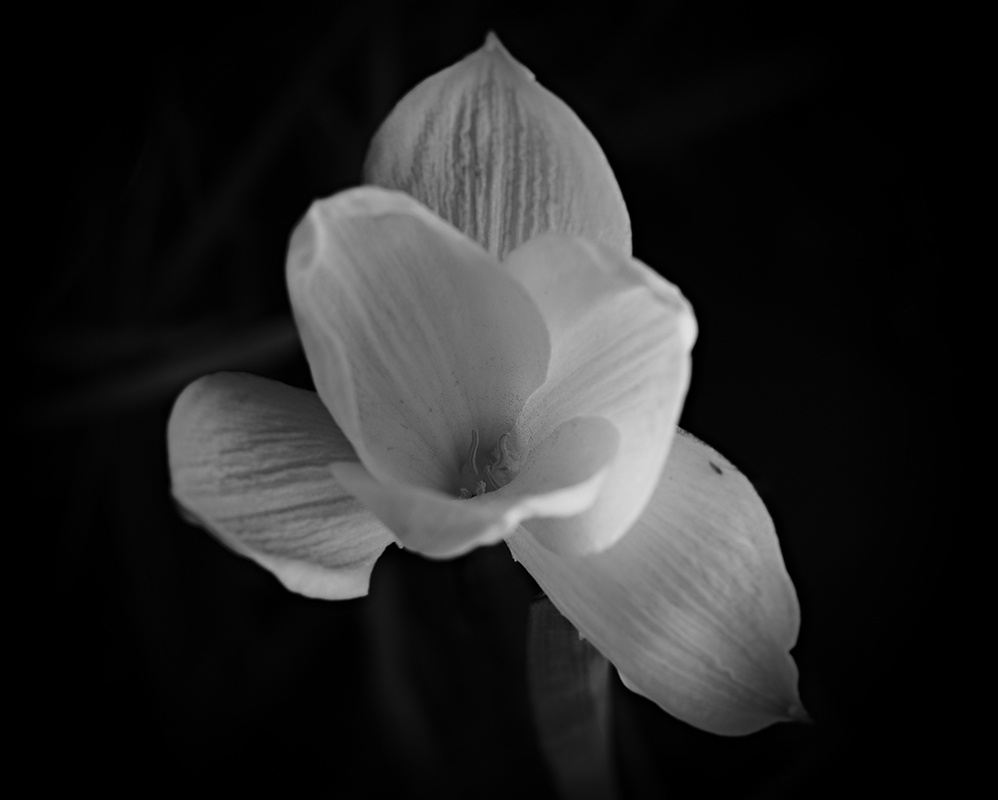 Wildflowers at night