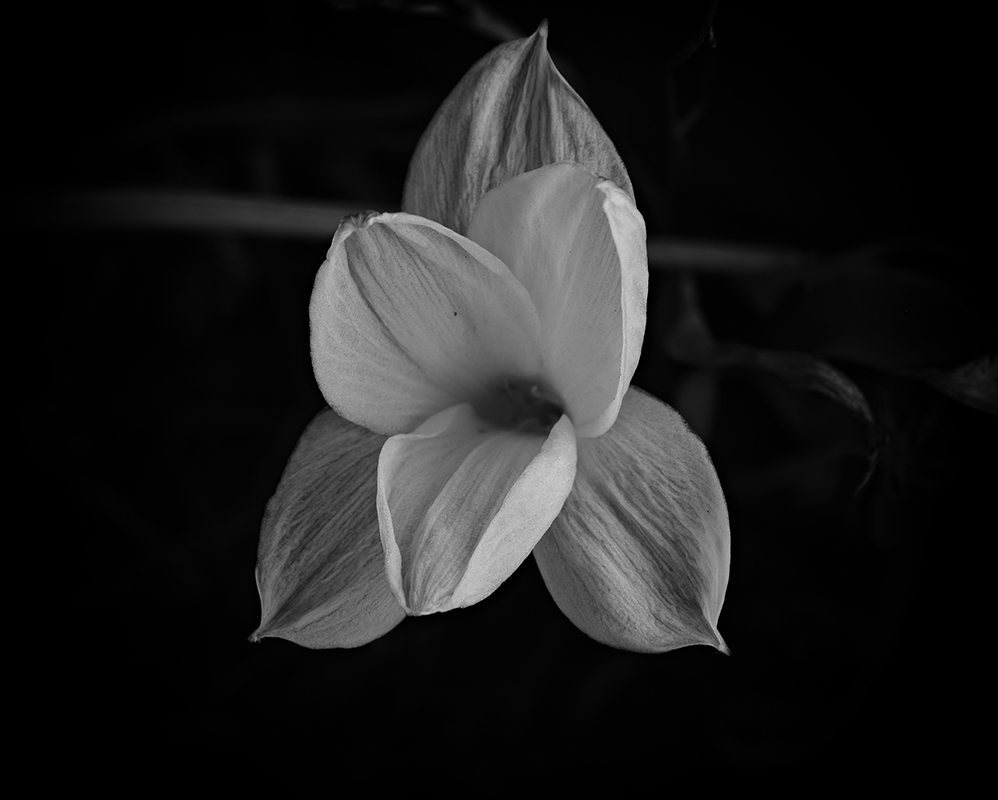 Wildflowers at night