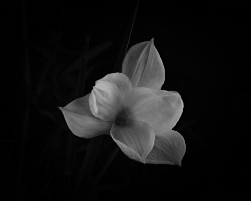 Wildflowers at night