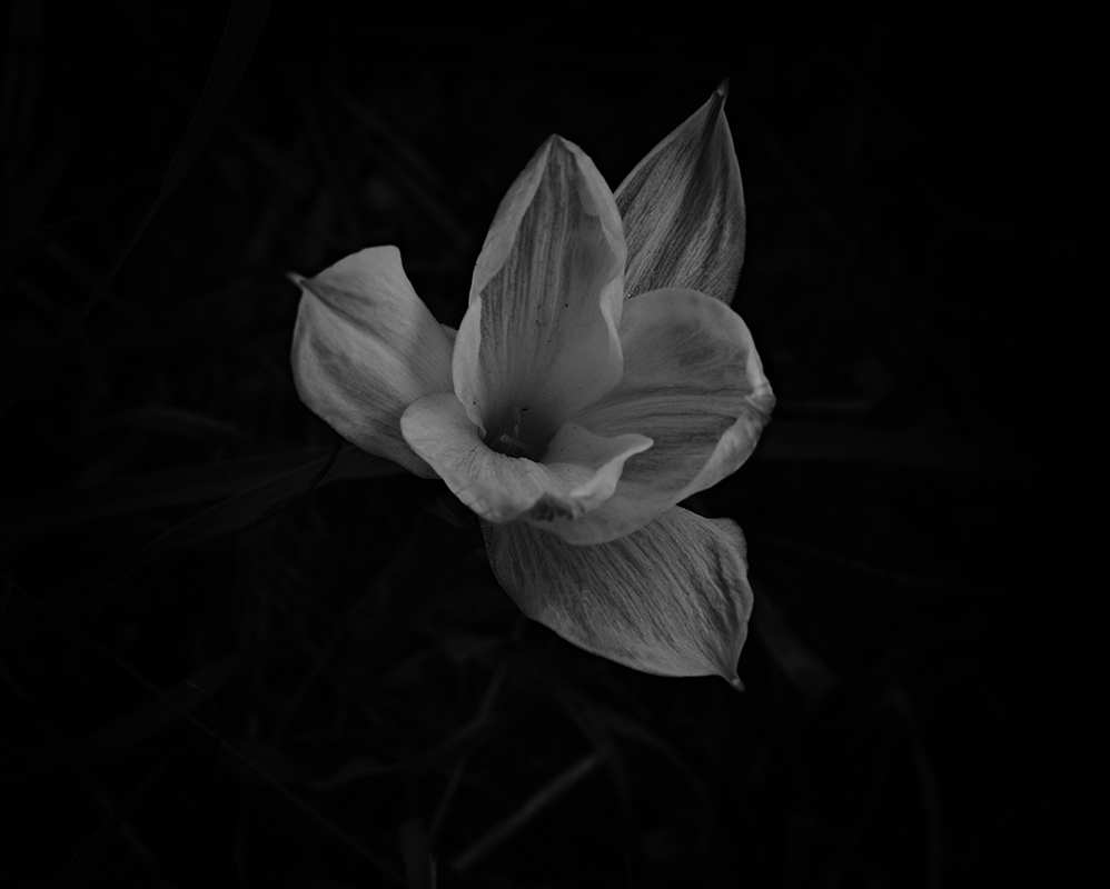Wildflowers at night