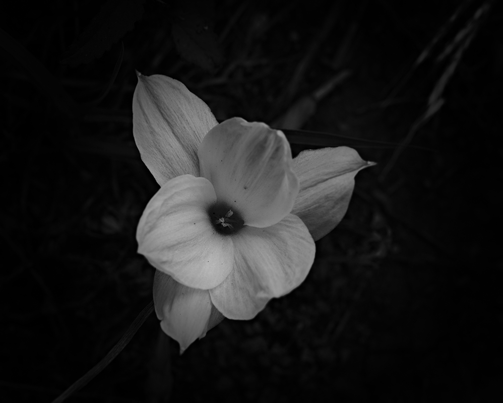 Wildflowers at night