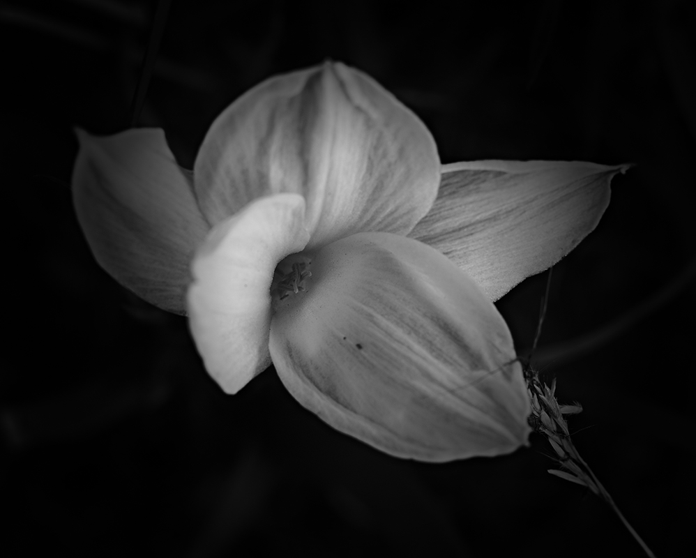 Wildflowers at night
