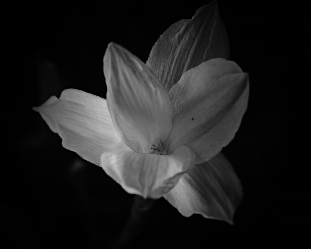 Wildflowers at night