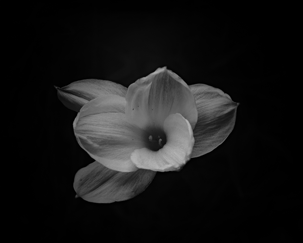Wildflowers at night
