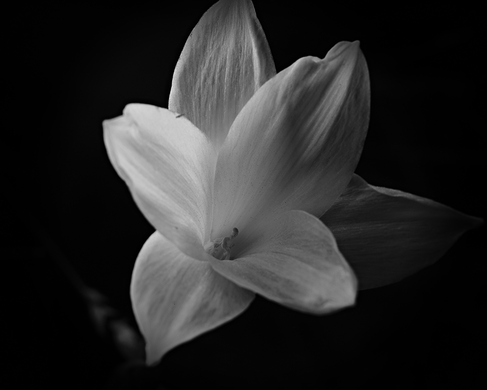 Wildflowers at night