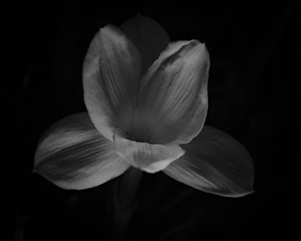 Wildflowers at night