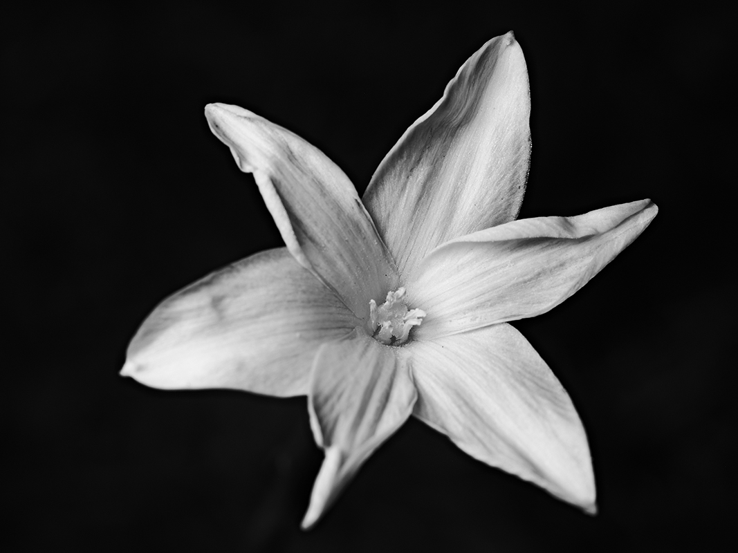 Wildflowers at night