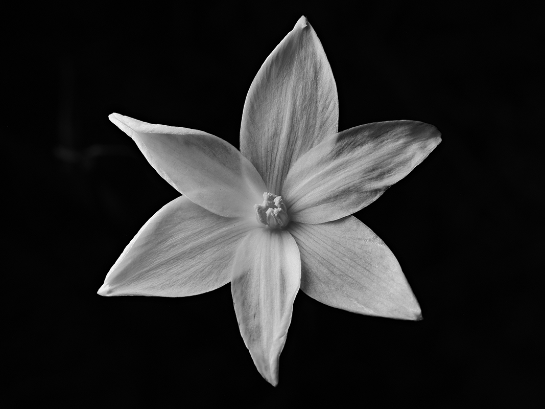 Wildflowers at night