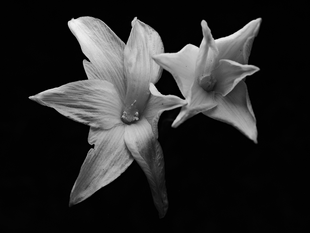 Wildflowers at night