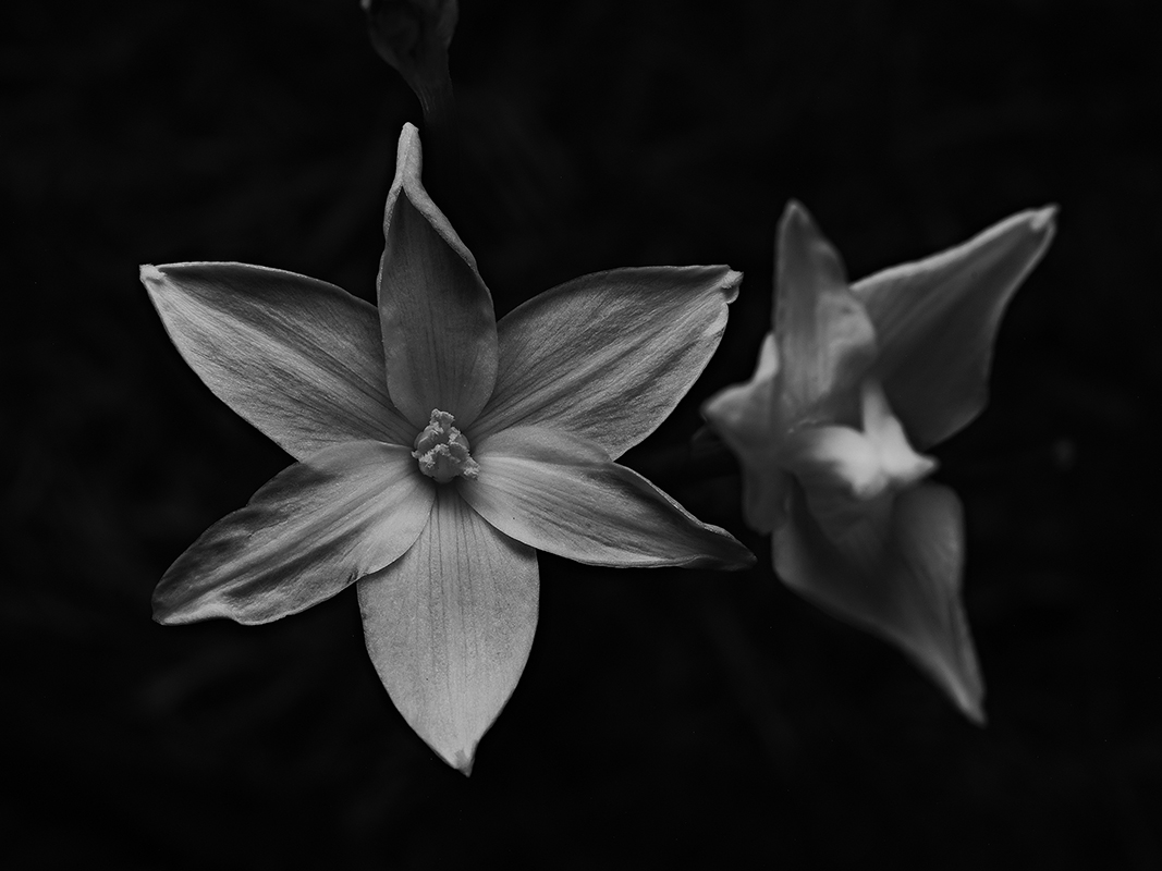 Wildflowers at night