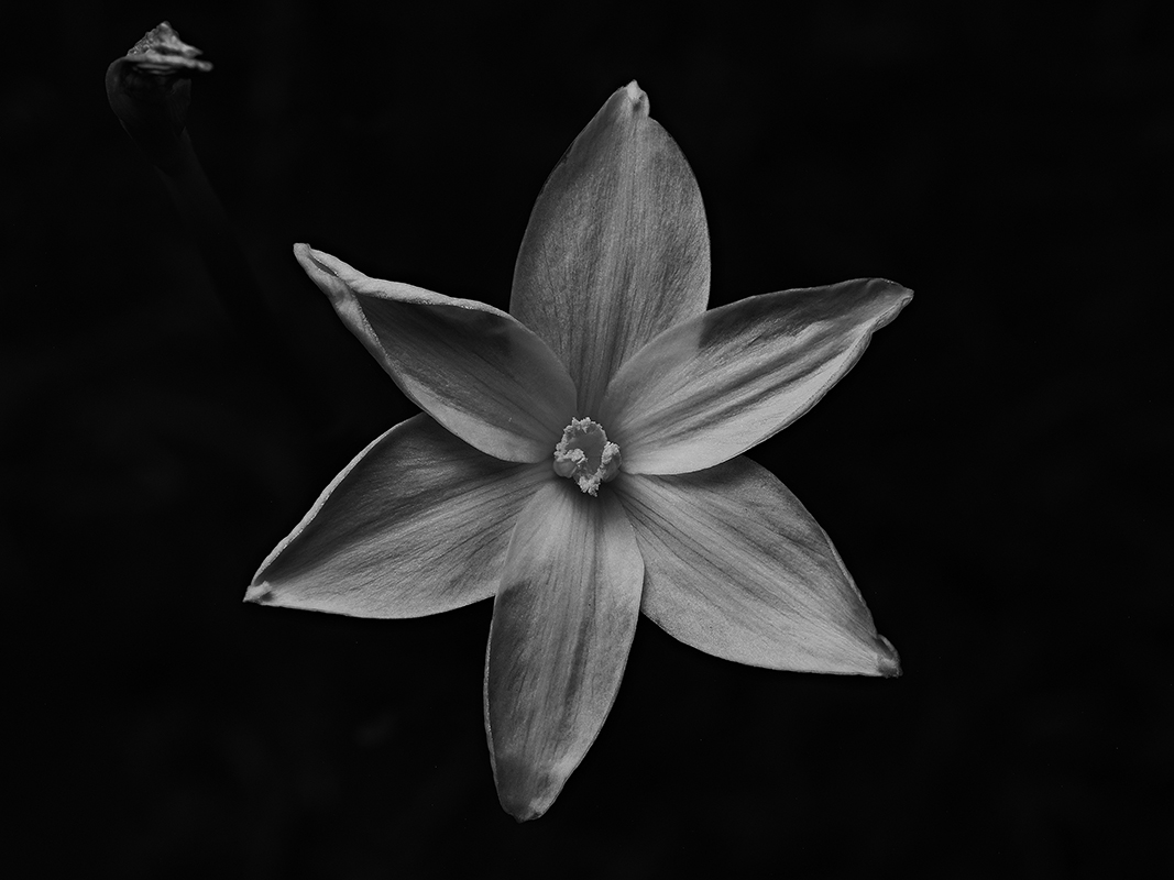 Wildflowers at night