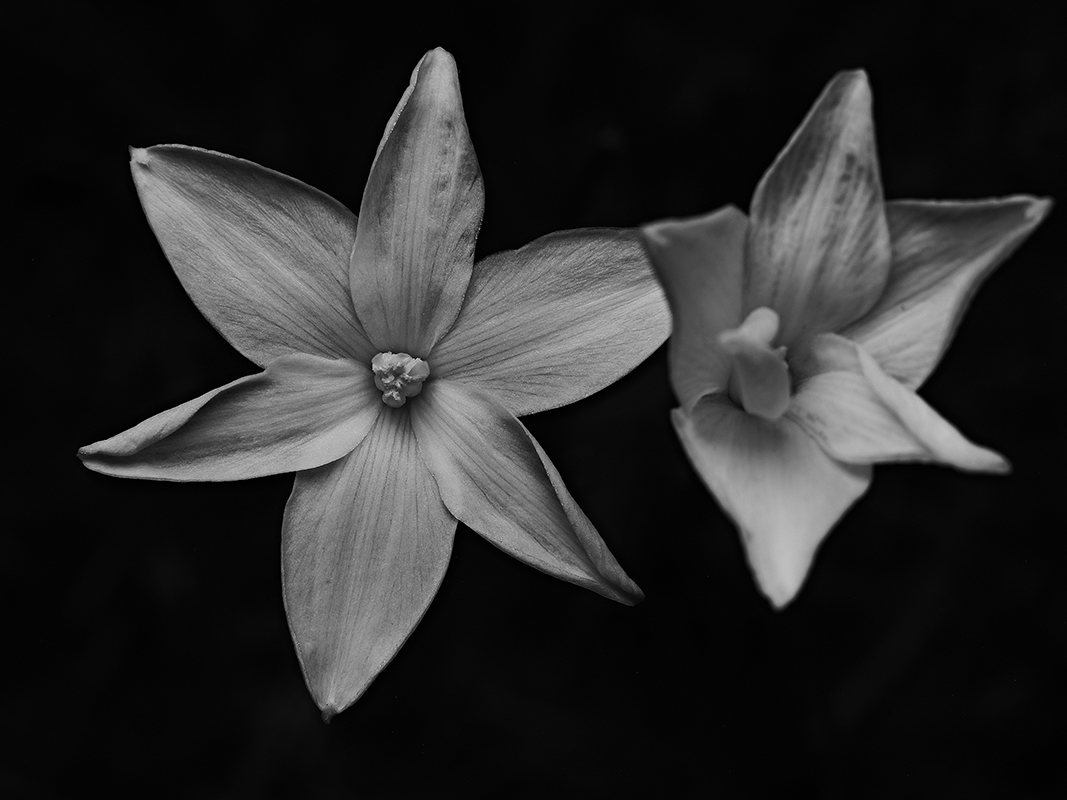 Wildflowers at night