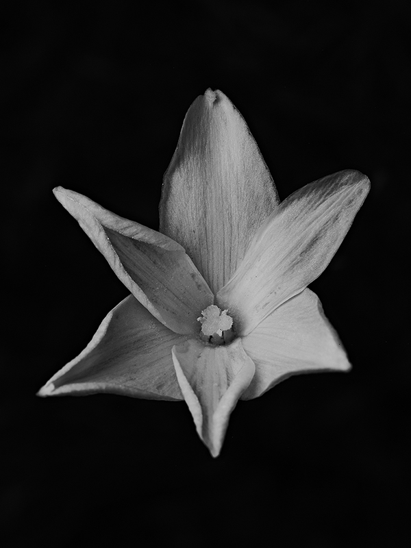 Wildflowers at night